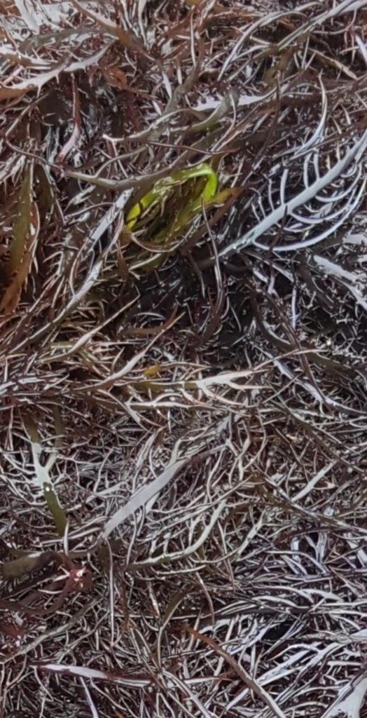 Fresh wet seaweed harvest